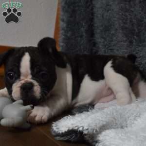 Twilight, French Bulldog Mix Puppy